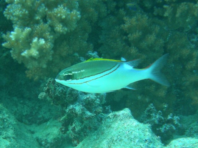 22- Un nouveau poisson du Pacifique 